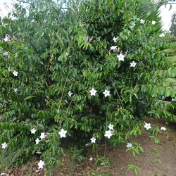 Cryptostegia madagascariensis אברון מדגסקרי