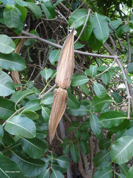 Cryptostegia madagascariensis אברון מדגסקרי.jpg