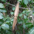 Cryptostegia madagascariensis אברון מדגסקרי.jpg