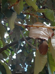 Pterospermum acerifolium כנוף זרע אדרי