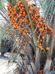 Butia capitata בוטיה דרומית