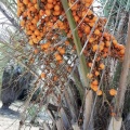 Butia capitata בוטיה דרומית