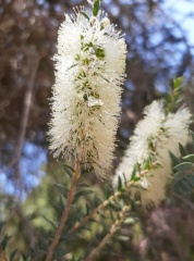 Melaleuca lanceolata מללויקה איזמלנית