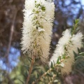 Melaleuca lanceolata מללויקה איזמלנית