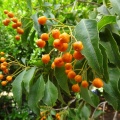 פיטוספורום מעויין Pittosporum