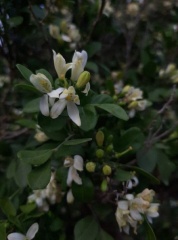Murraya paniculata מוריה מכבדית
