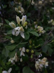 Murraya paniculata מוריה מכבדית