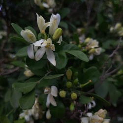 Murraya paniculata מוריה מכבדית