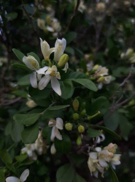 Murraya paniculata מוריה מכבדית.jpg