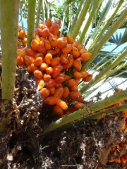 Chamaerops humilis כמרופס נמוך