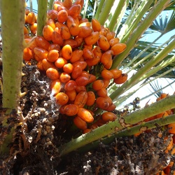 Chamaerops humilis כמרופס נמוך