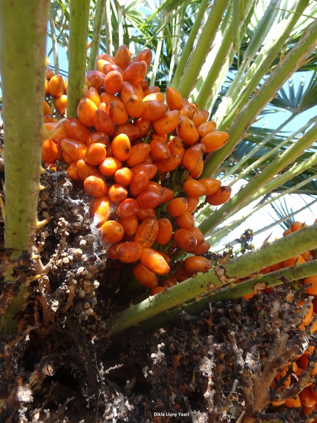 Chamaerops humilis כמרופס נמוך.jpg