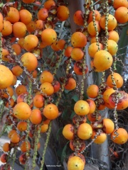 Butia capitata בוטיה דרומית