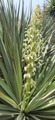 Yucca aloifolia יוקה אלואית