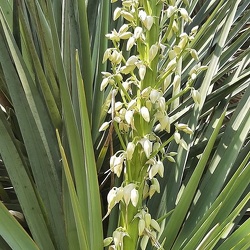 Yucca aloifolia יוקה אלואית