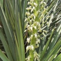 Yucca aloifolia יוקה אלואית