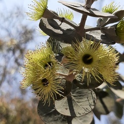 Eucaliptus cruseana אקליפטוס קרוסיאנה