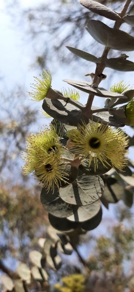 Eucaliptus cruseana אקליפטוס קרוסיאנה
צילם אילן למדני Eucaliptus cruseana אקליפטוס קרוסיאנה.jpg