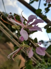 Bauhinia yunnanensis בוהיניה יונאן