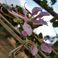 Bauhinia yunnanensis בוהיניה יונאן