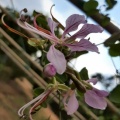 Bauhinia yunnanensis בוהיניה יונאן.jpg