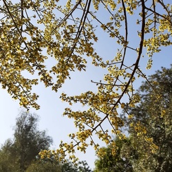Keolreuteria bipinnata פנסית דו נוצתית
