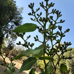 Eucalyptus Torelliana קורימביה טורל