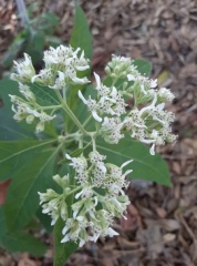 Eupatorium perfoliatum גדותן הביצות