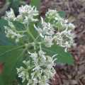 Eupatorium perfoliatum גדותן הביצות