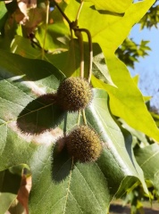 Platanus orientalis דולב מזרחי