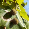 Platanus orientalis דולב מזרחי