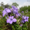 Barleria obtusa ברליה כהה