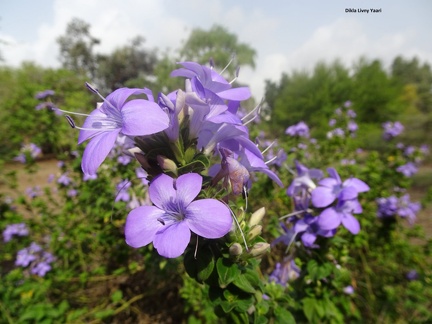 Barleria obtusa ברליה כהה