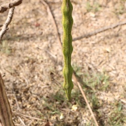 Moringa oliefera מורינגה אוליפרה