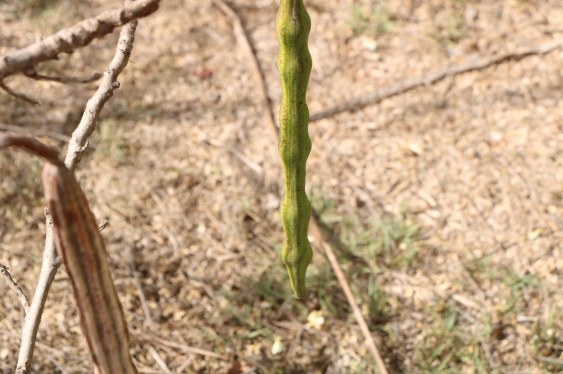 Moringa oleifera פםג.jpg