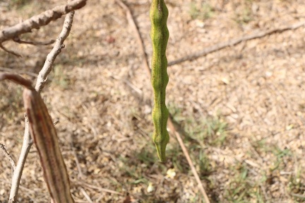 Moringa oleifera פםג