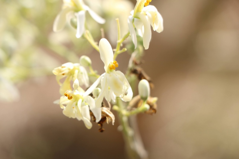 Moringa oleifera.jpg