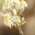 Moringa oleifera