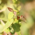 Jacquinia aurantiaca ג'קיניה זהובה.jpg