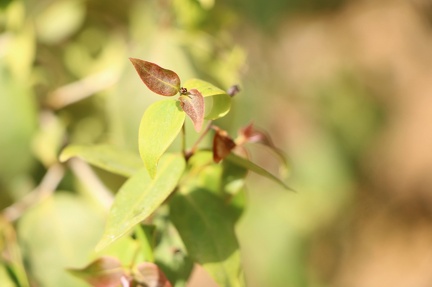 Jacquinia aurantiaca