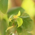 Jacquinia aurantiaca1