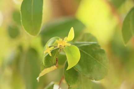 Jacquinia aurantiaca1