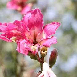 chorisia speciosa כוריסיה הדורה