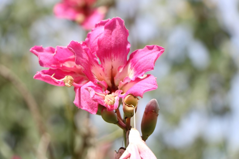 chorisia speciosa A.jpg