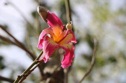 chorisia speciosa B