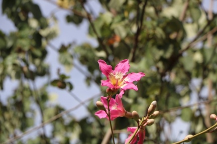 chorisia speciosa C