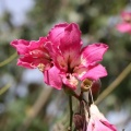 chorisia speciosa D