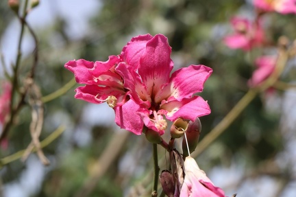 chorisia speciosa D