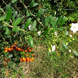 בורריה ביצנית Bourreria ovata