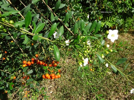 בורריה ביצנית Bourreria ovata